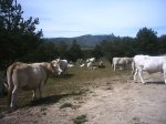 canencia morcuera 059.jpg