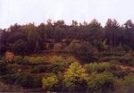 jardin.jpg