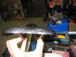 IMG_1119.jpg