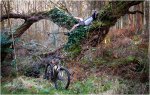 arbol.jpg