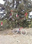 EL ABETO CHAPARRALES EN NAVIDADES 2013.jpg