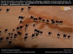 camellos.jpg