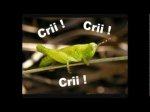 grillo.jpg