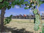 tdu14st5_grapes.jpg