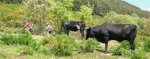 Encarni y Alejandro subiendo vacas.jpg