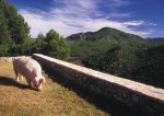 Jamonteruel01.jpg