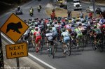 tdu14st4_koala.jpg