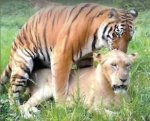 00Tigre-copulando-com-leoa.jpg