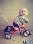 funny-amazing-cute-dogs-pets-riding-bicycle-bike-pics-images-photos-pictures-2.jpg