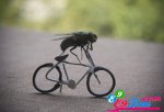 New-Funny-Bicycle-Racer.jpg