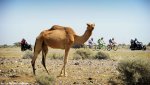 oman14st1_camel.jpg