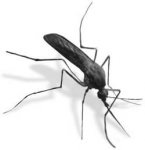 mosquito.jpg