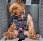 Fotos-de-perros-graciosos-500x480.jpg
