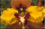 orquidea.jpg