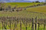 tirreno14st02-vines.jpg