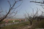 pn14st5_orchards1.jpg