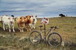 vacas.jpg
