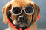 dog.gif