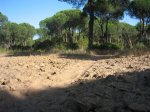 02 Pinares de Roche.jpg
