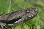 V-LATASTEI.png