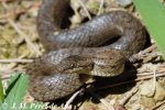 Culebra Lisa Europea.jpg