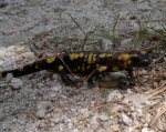 salamandra2.jpg