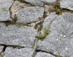 lagartija1.jpg