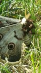mariposa.jpg