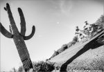bespoke14-saguaroblur620.jpg