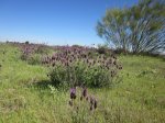 IMG_0822.JPG