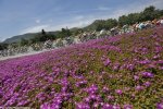 tur14_flowers.jpg