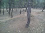 pinares4.jpg