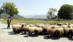 azer14st3_sheep.jpg
