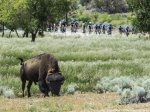 atoc14st6_Bison_Wiggins.jpg
