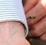 abeja-pica-alguien-muere.jpg
