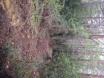 IMG_1703.JPG
