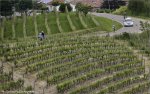 giro14st12-vineyards.jpg