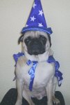 bosley-mago-merlin.jpg