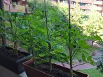 tomateras1.jpg