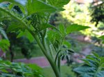 tomateras2.jpg