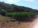 IMG-20140603-WA0005.jpg