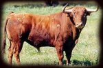 toro6.jpg