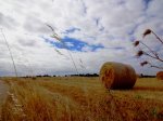 DSC02166.jpg