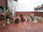 perros_castro.jpg