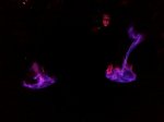IMG_20140628_234944.jpg