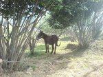 DSC00116.JPG