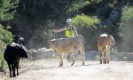 IMG_2085 Pepe y vacas.jpg