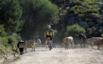 IMG_2085 Pepe y vacas2.jpg