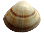 Mactra 1.png