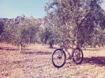 Lynskey1.jpg